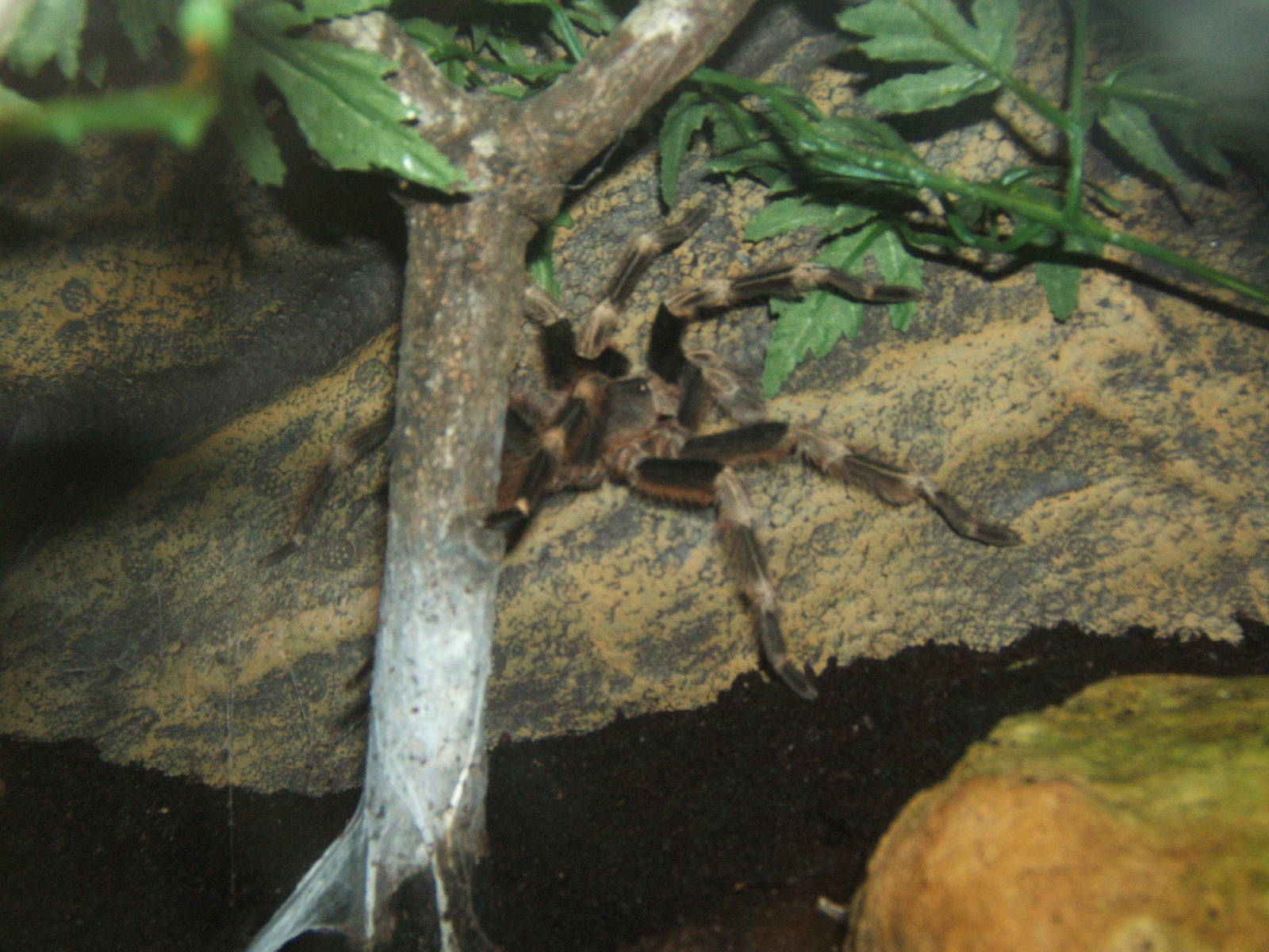 Brazilian Red and White Tarantula