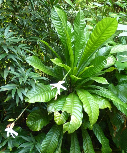 Brazilian red-coat (Erythrochiton brasiliensis)