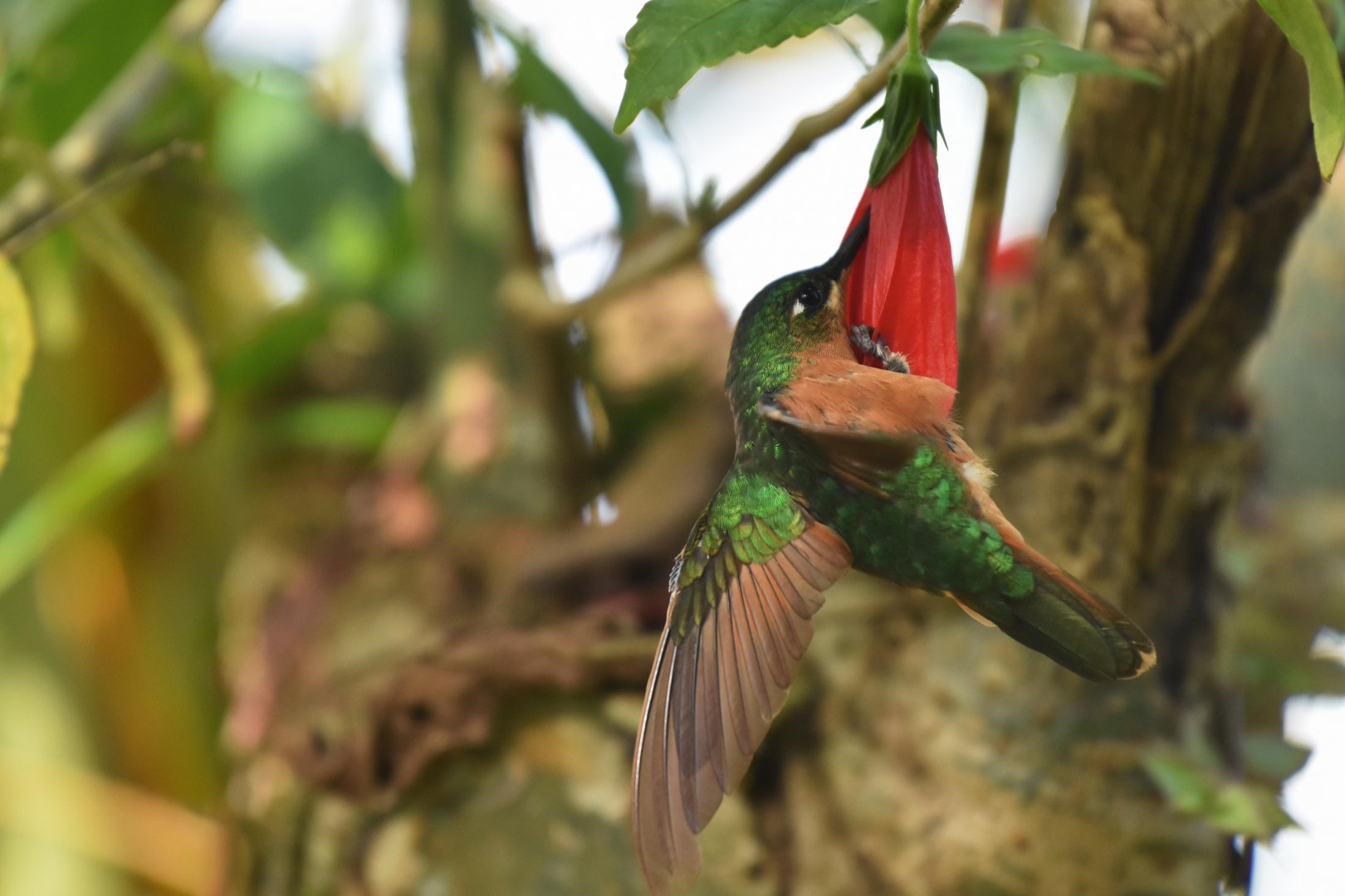Brazilian Ruby (Clytolaema rubricauda)