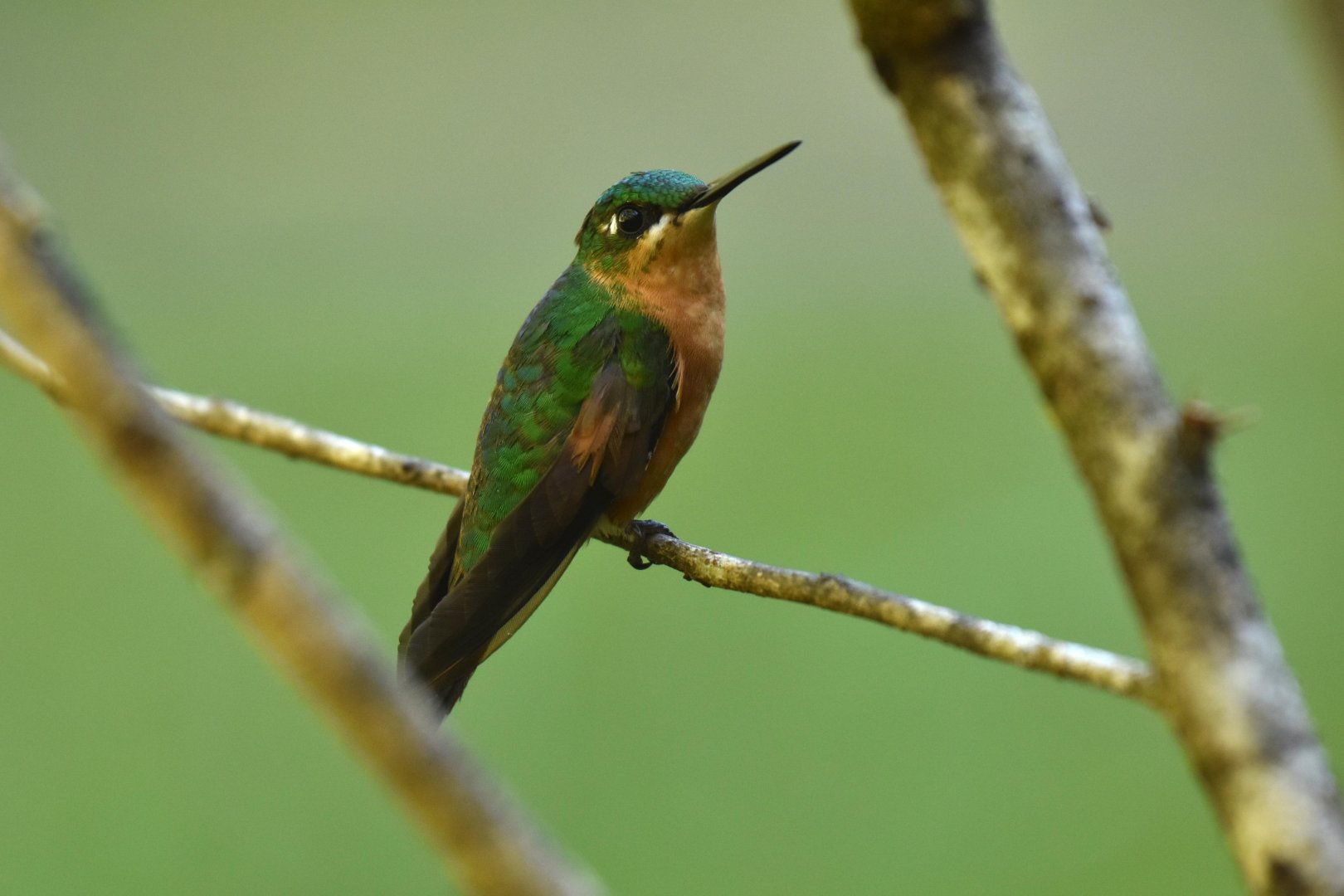 Brazilian Ruby (Clytolaema rubricauda)