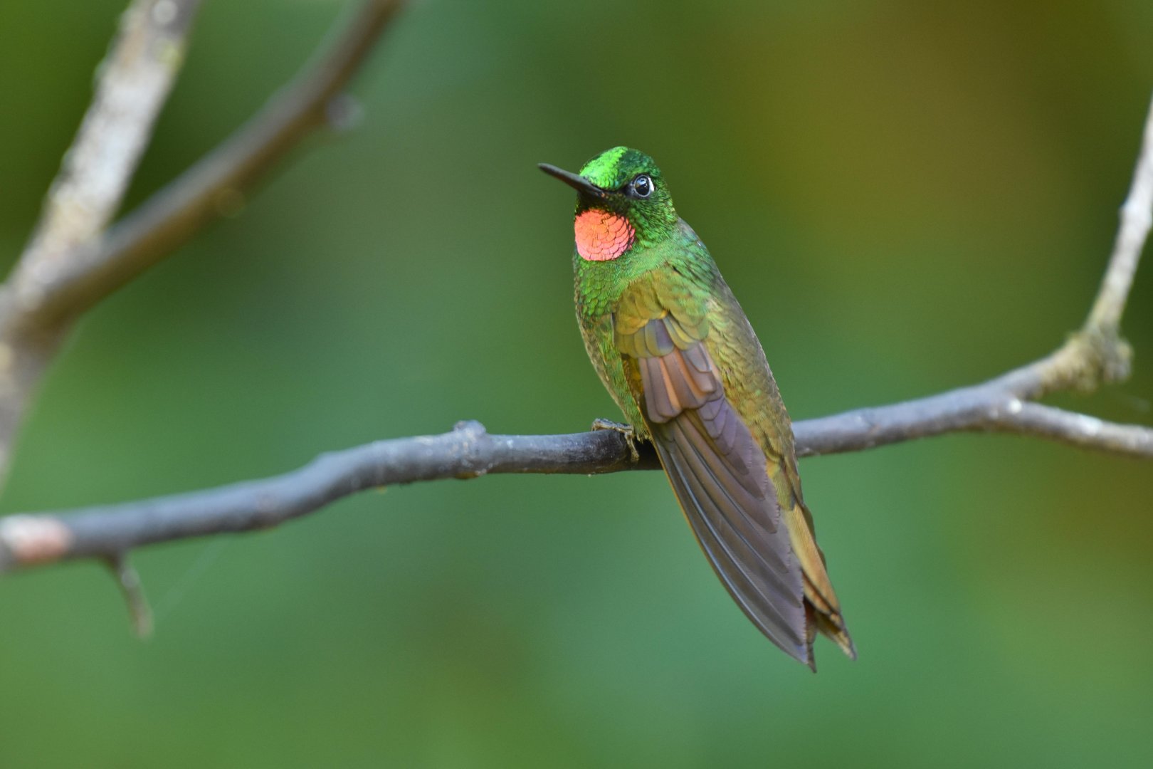 Brazilian Ruby (Clytolaema rubricauda)