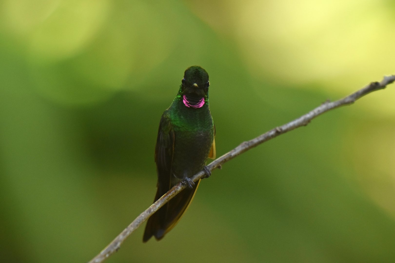 Brazilian Ruby (Clytolaema rubricauda)
