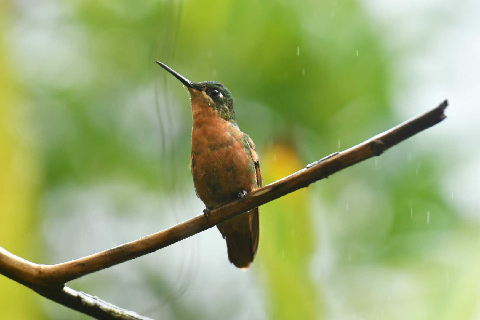 Brazilian Ruby Clytolaema rubricauda
