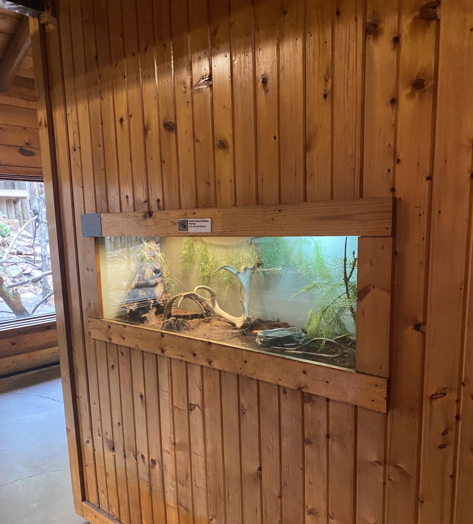 Brazilian Salmon Birdeater Tarantula Terrarium