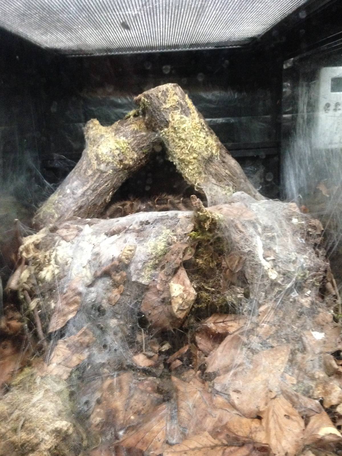 Brazilian Salmon Pink Bird-eating Tarantula at Tropical World - 02/10/2013