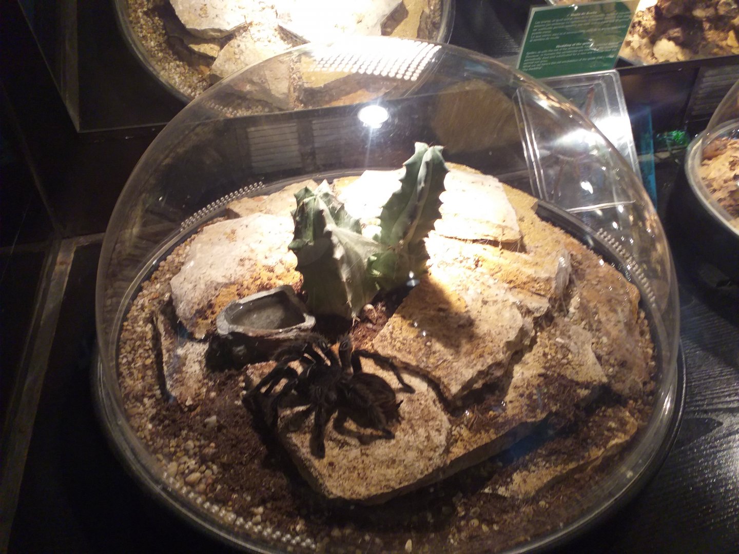 Brazilian salmon pink bird-eating tarantula exhibit -TerraNatura Benidorm (2021)