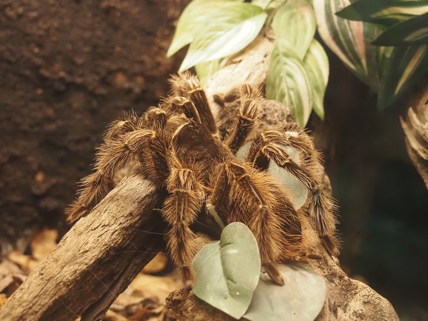 Brazilian salmon pink bird-eating tarantula (Lasiodora parahybana), 2024-08-21