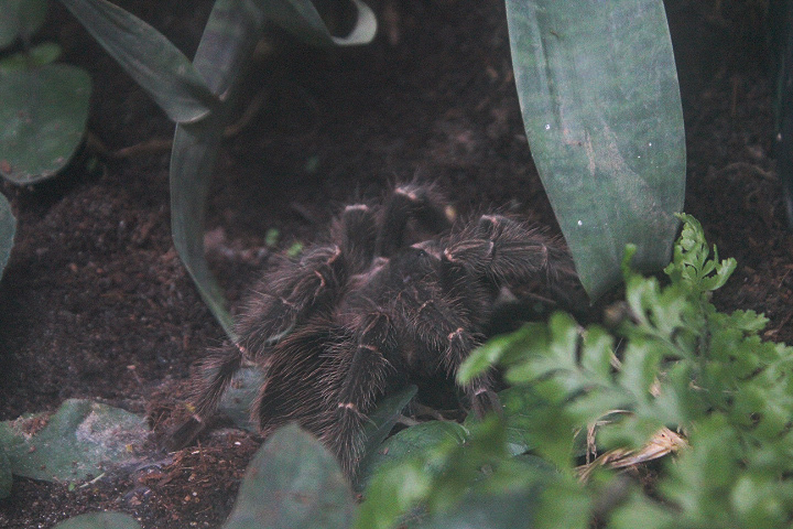 Brazilian salmon-pink bird-eating tarantula (Lasiodora parahybana) - Aviary Park