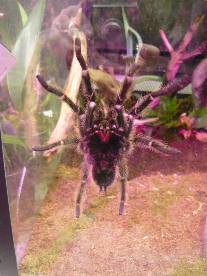 Brazilian salmon pink bird-eating tarantula (Lasiodora parahybana)