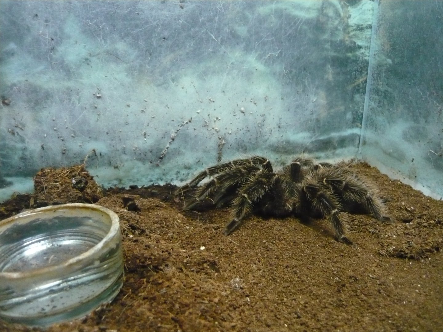 Brazilian salmon pink bird-eating tarantula (Lasiodora parahybana)