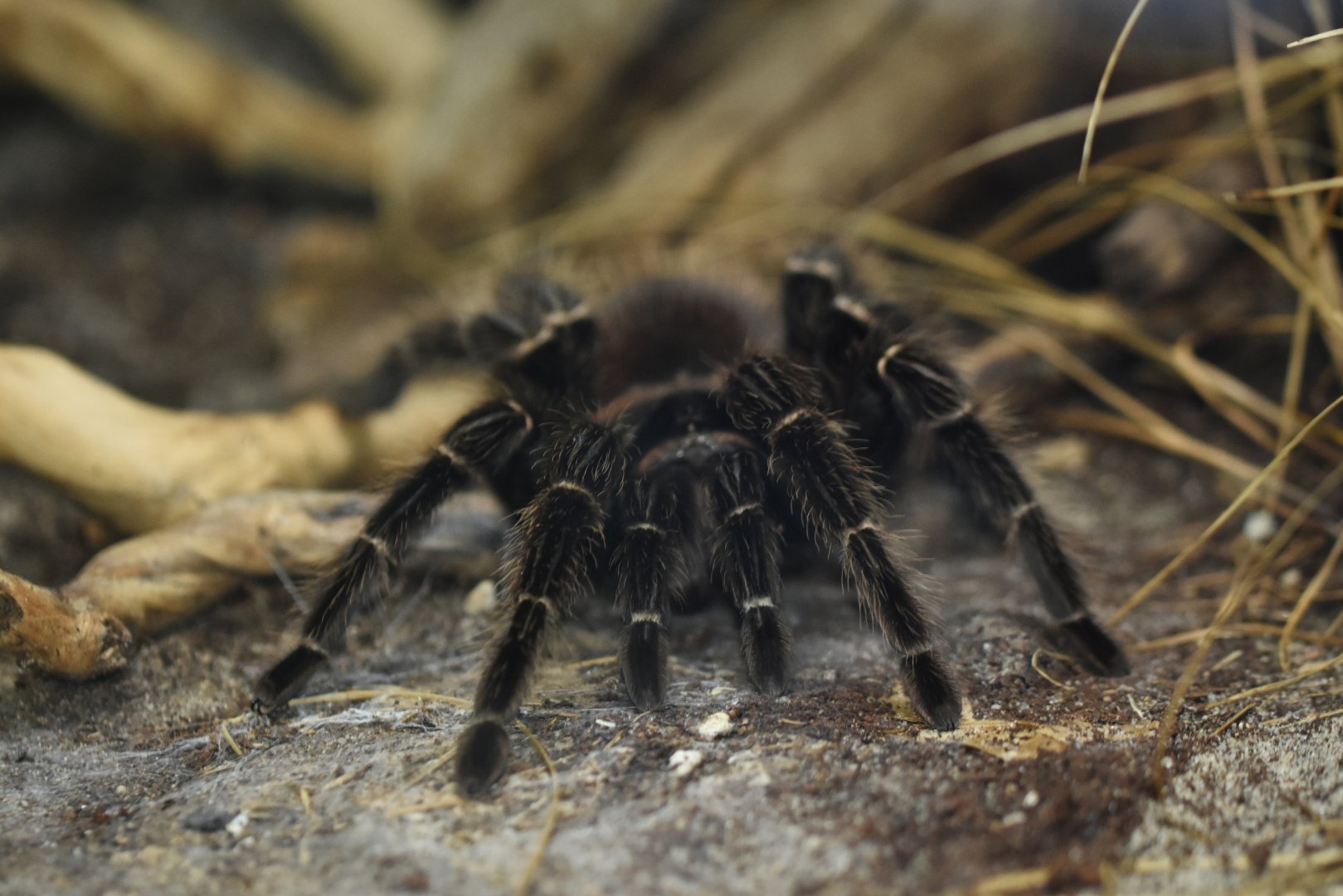 Brazilian salmon pink bird-eating tarantula (Lasiodora parahybana)