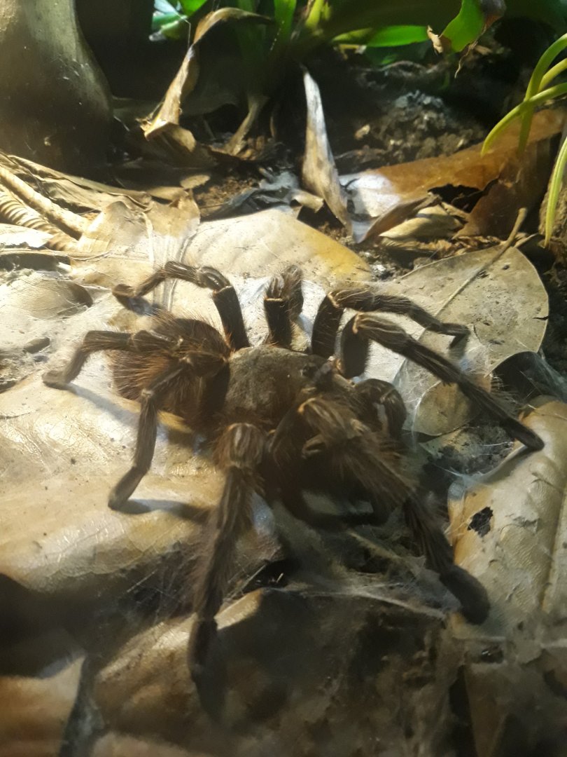 Brazilian salmon pink bird-eating tarantula