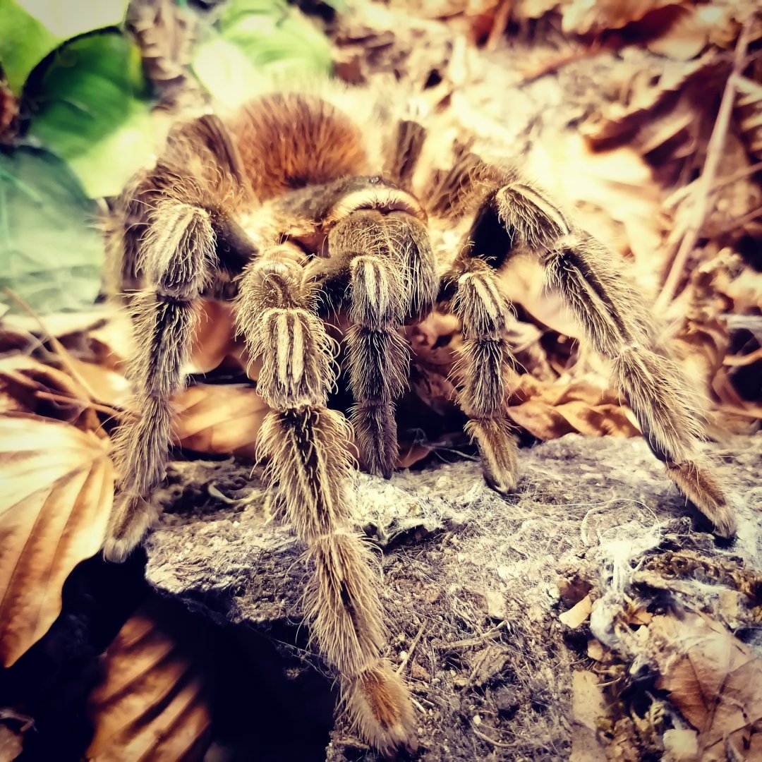 Brazilian salmon pink bird-eating tarantula