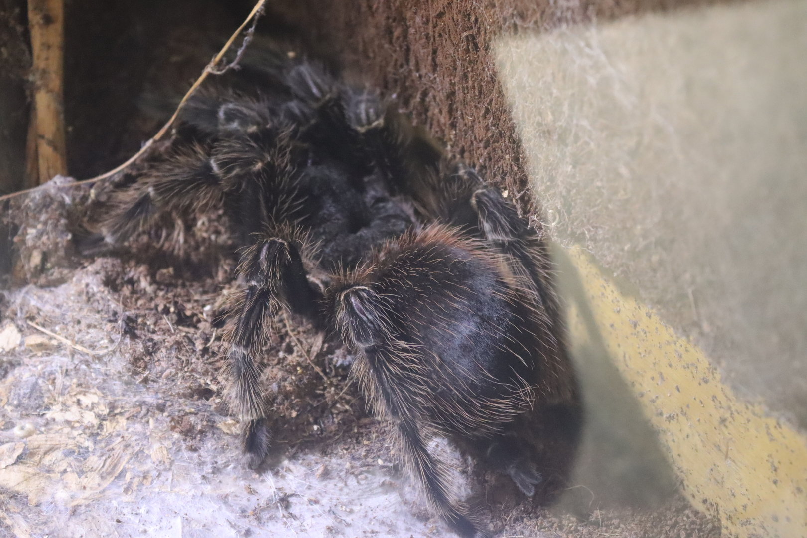 Brazilian Salmon Pink bird-eating Tarantula