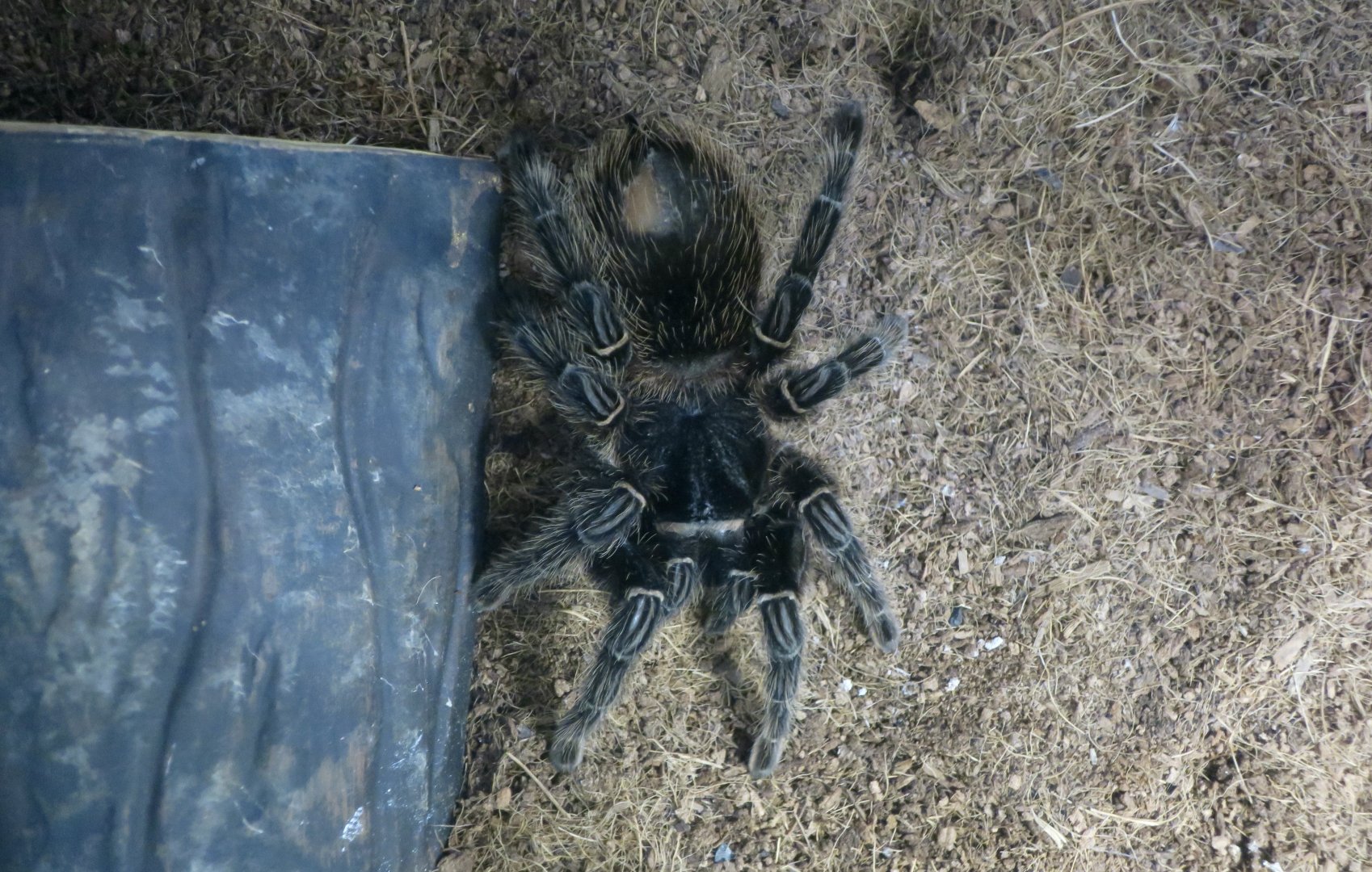Brazilian Salmon Pink Birdeater (Lasiodora parahybana)