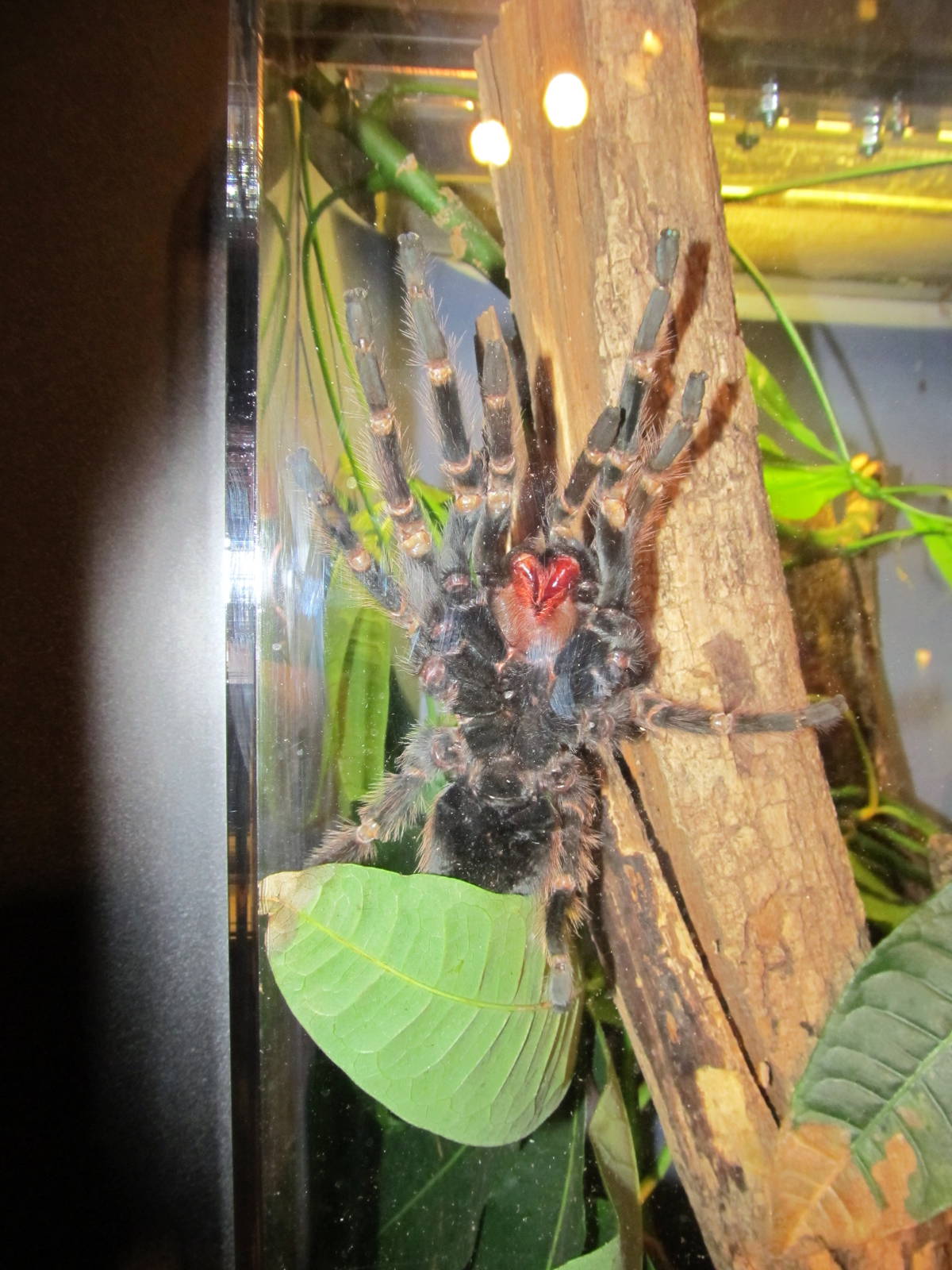Brazilian Salmon Pink Birdeater