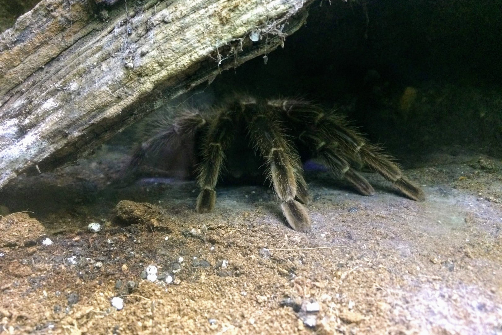 Brazilian Salmon Pink Birdeater