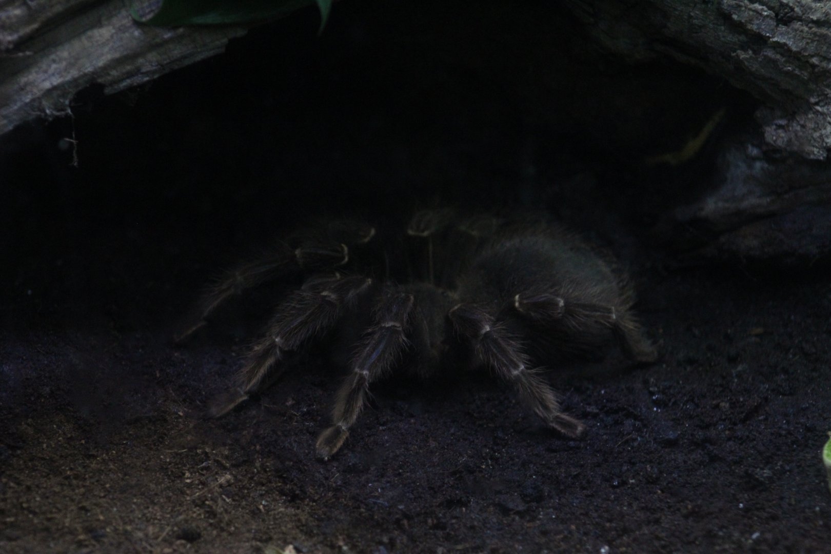 Brazilian Salmon-Pink Birdeater