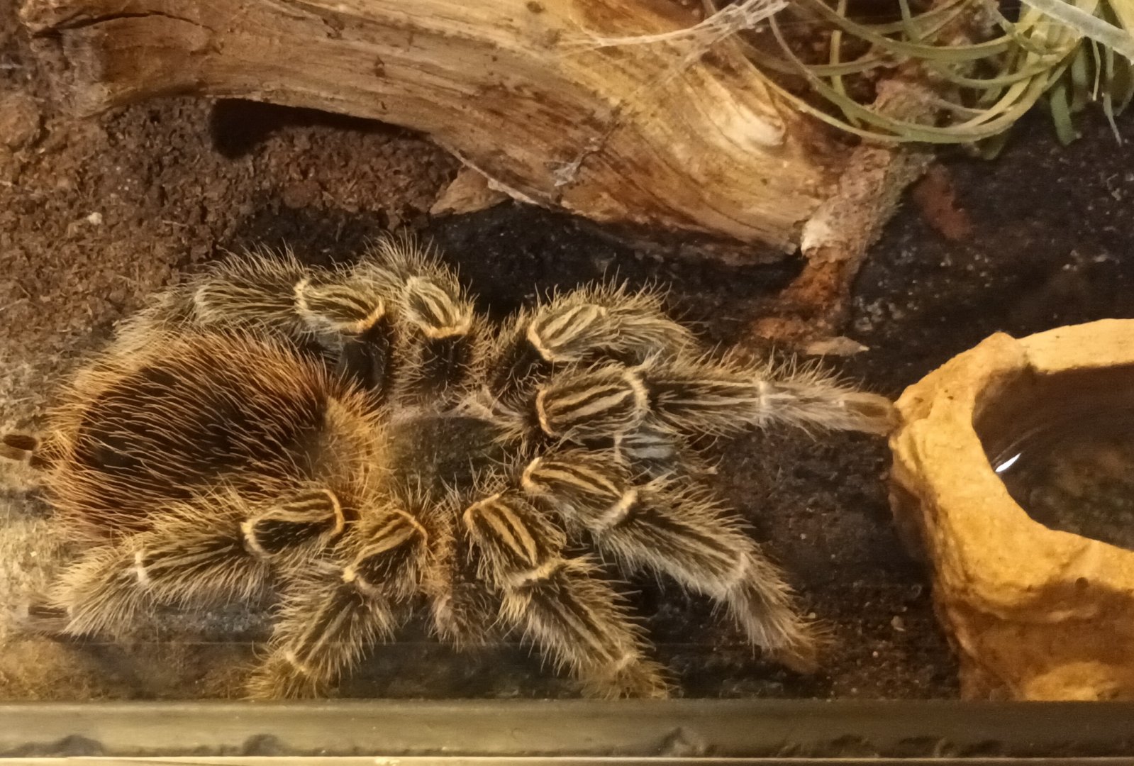 Brazilian salmon pink Birdeater