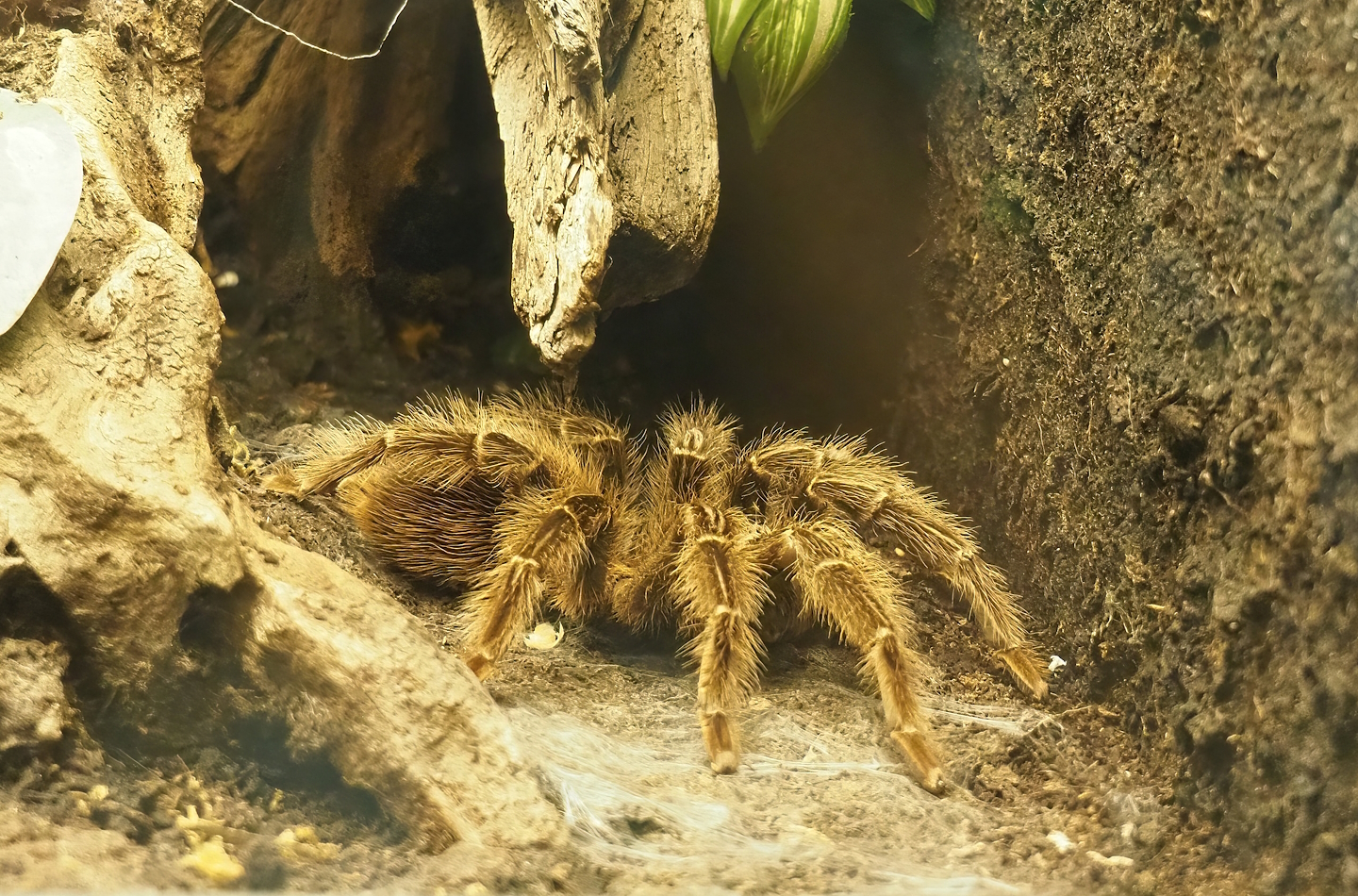 Brazilian salmon pink tarantula (Lasiodora parahybana), 2023-07-18