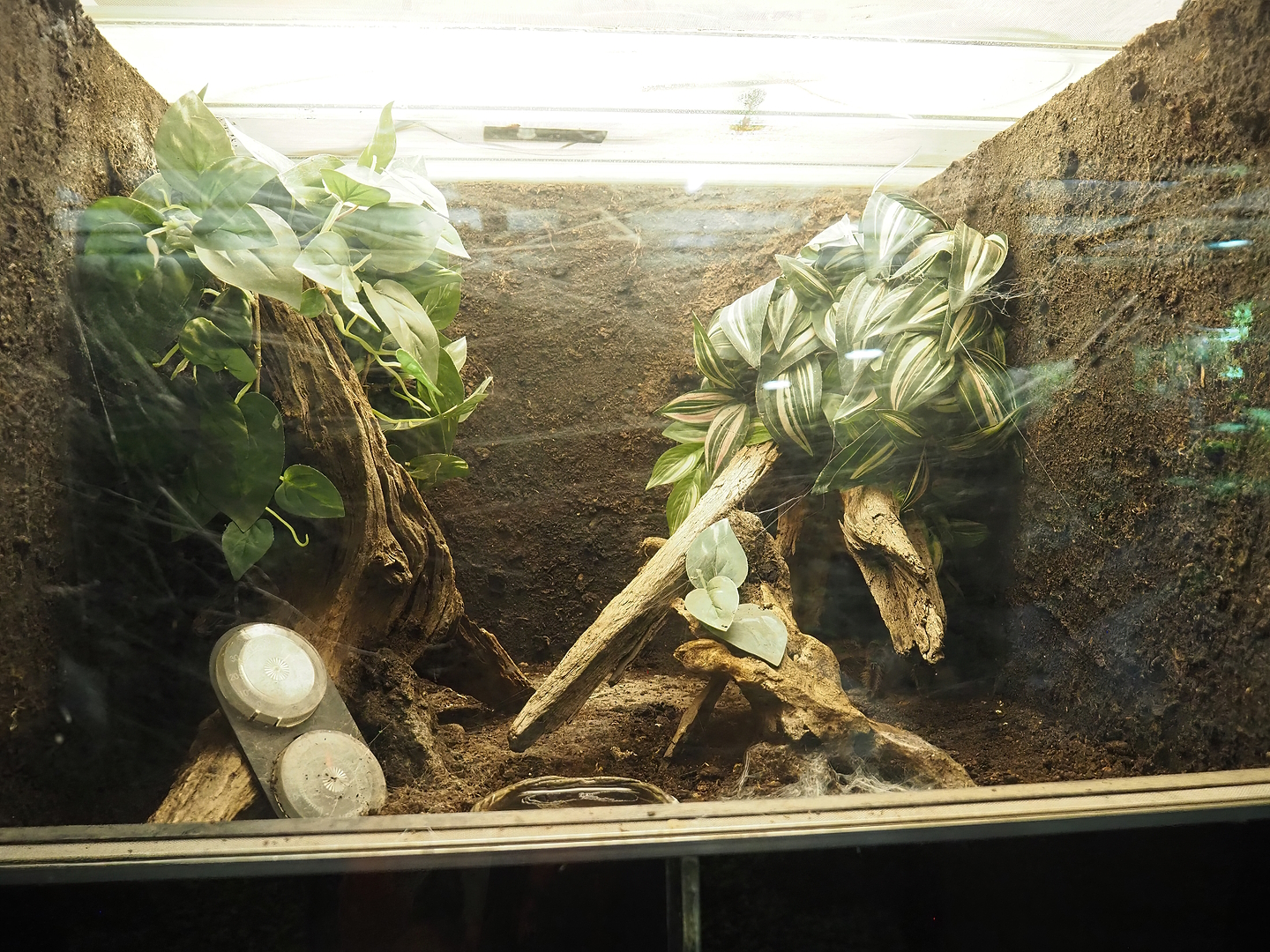 Brazilian salmon pink tarantula terrarium, 2022-08-20