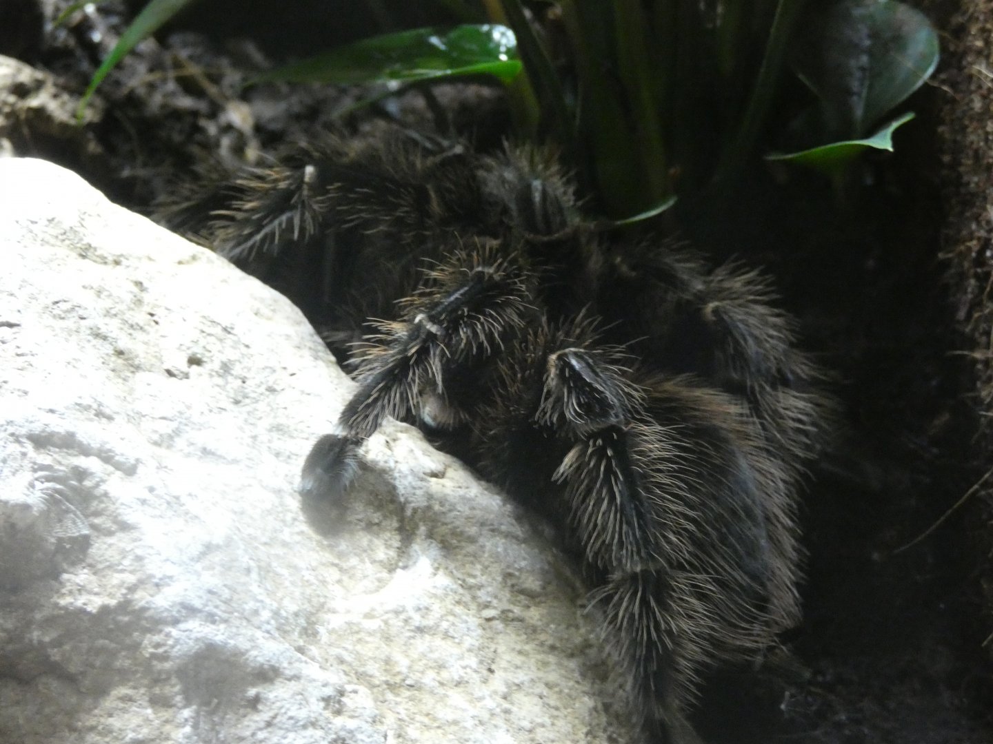 Brazilian Salmon Pink Tarantula