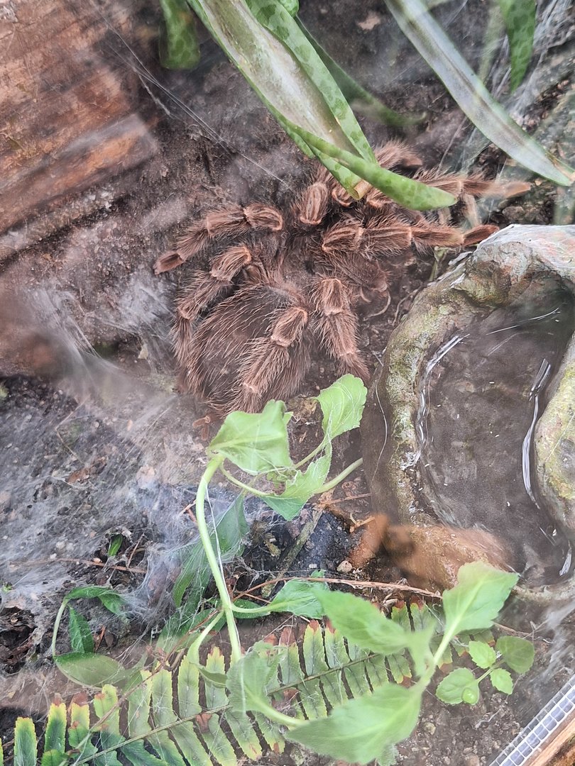 Brazilian Salmon Pink Tarantula