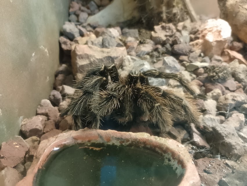Brazilian salmon pink tarantula