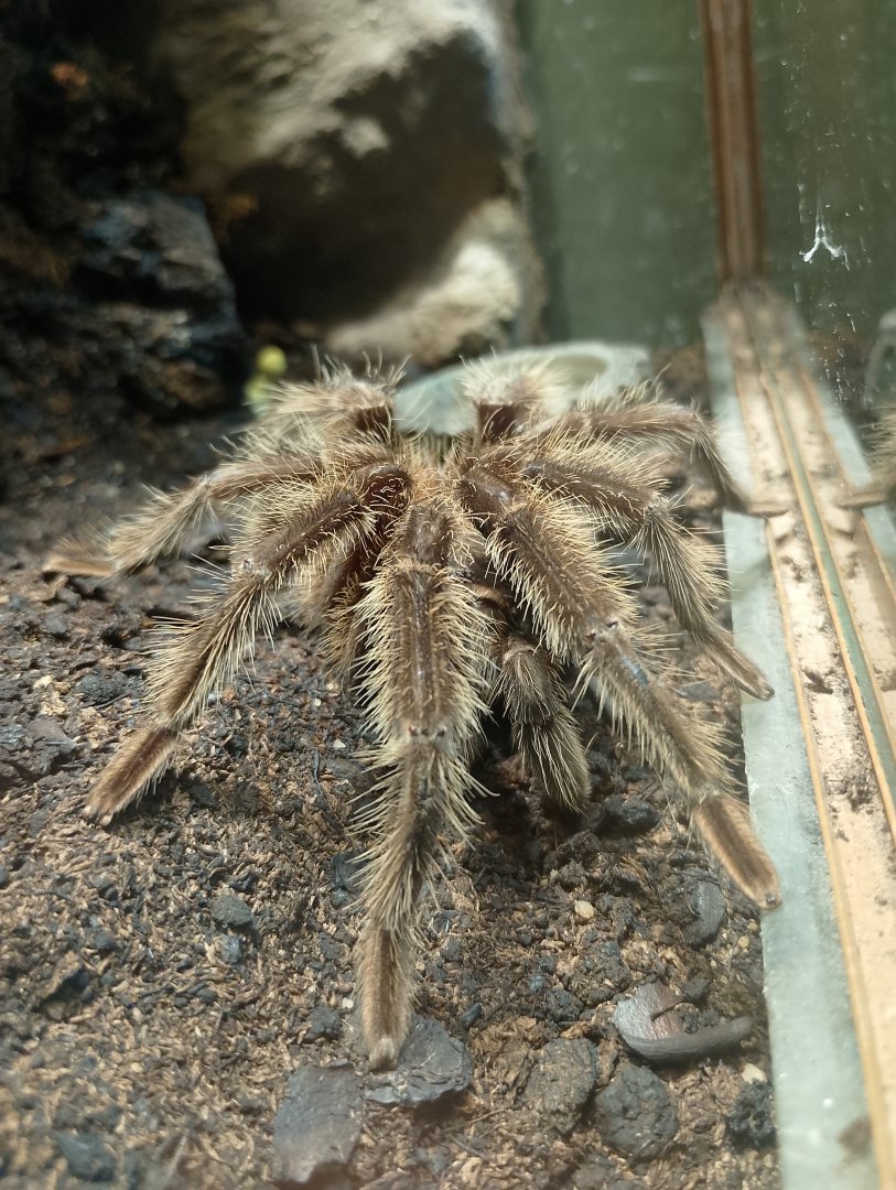 Brazilian salmon-pink tarantula