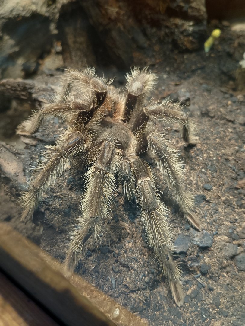 Brazilian salmon-pink tarantula