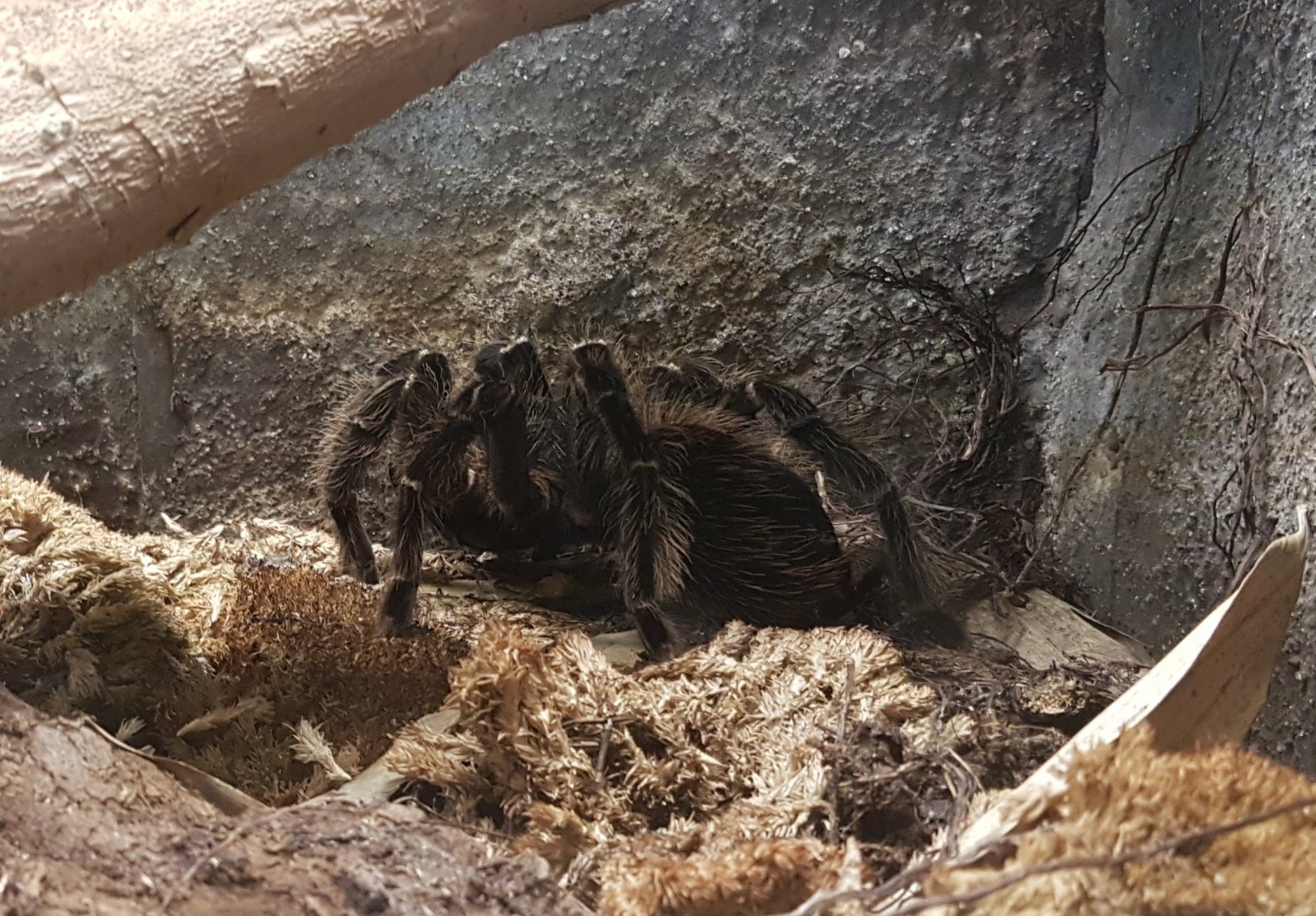 Brazilian salmon tarantula - Lasiodora parahybana