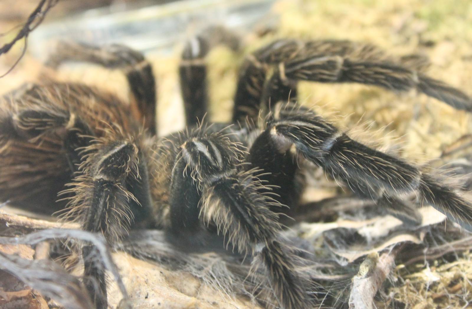 Brazilian salmon taratula