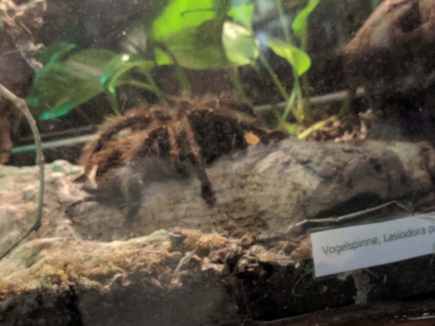 Brazilian Salomon pink Bird eater