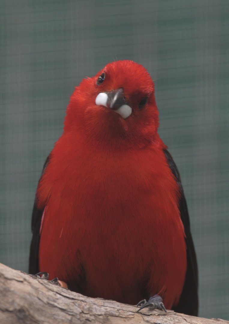 Brazilian scarlet tanager male