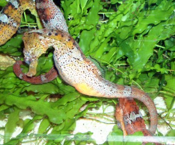 Brazilian Seahorse (Hippocampus reidi)