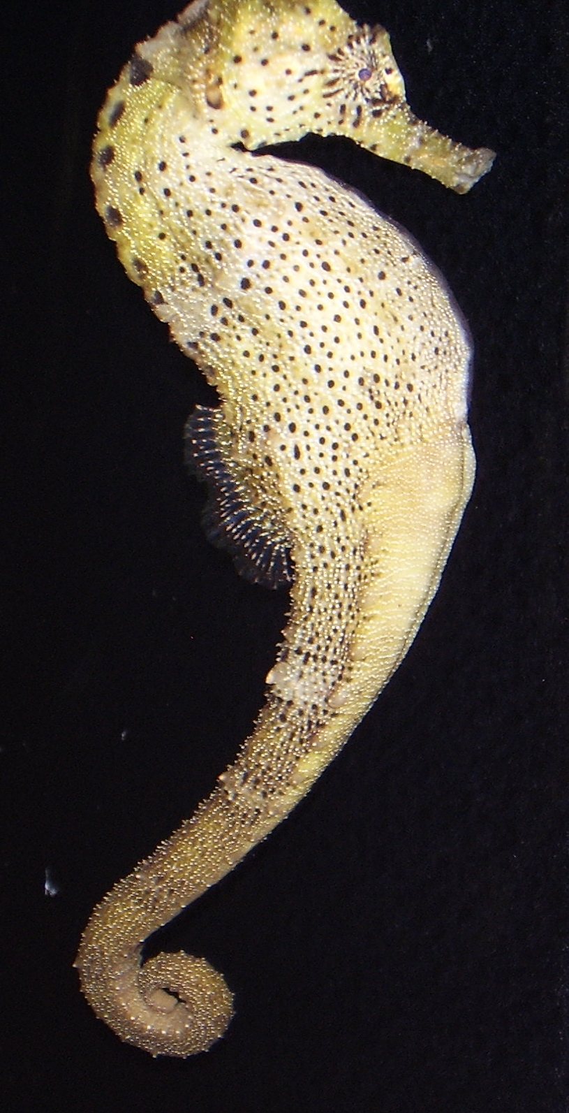 Brazilian Seahorse- Mystic Aqua NOV06