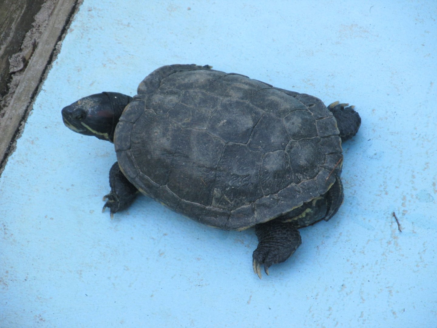 brazilian slider turtle