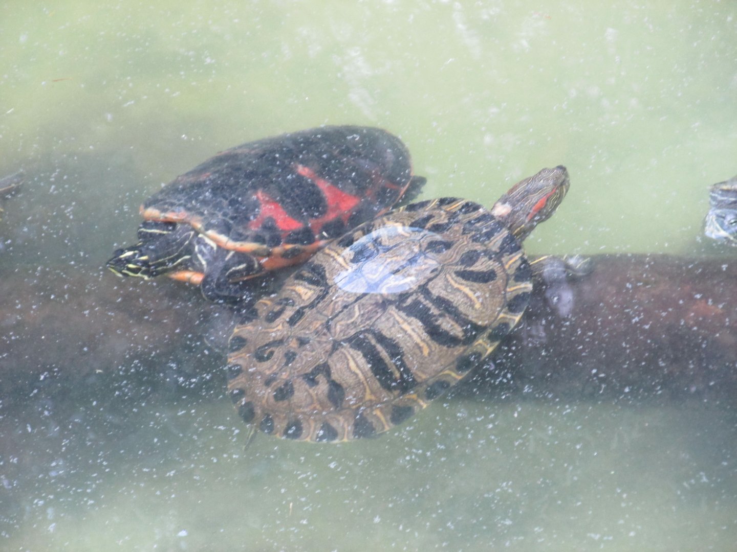 brazilian sliders turtles