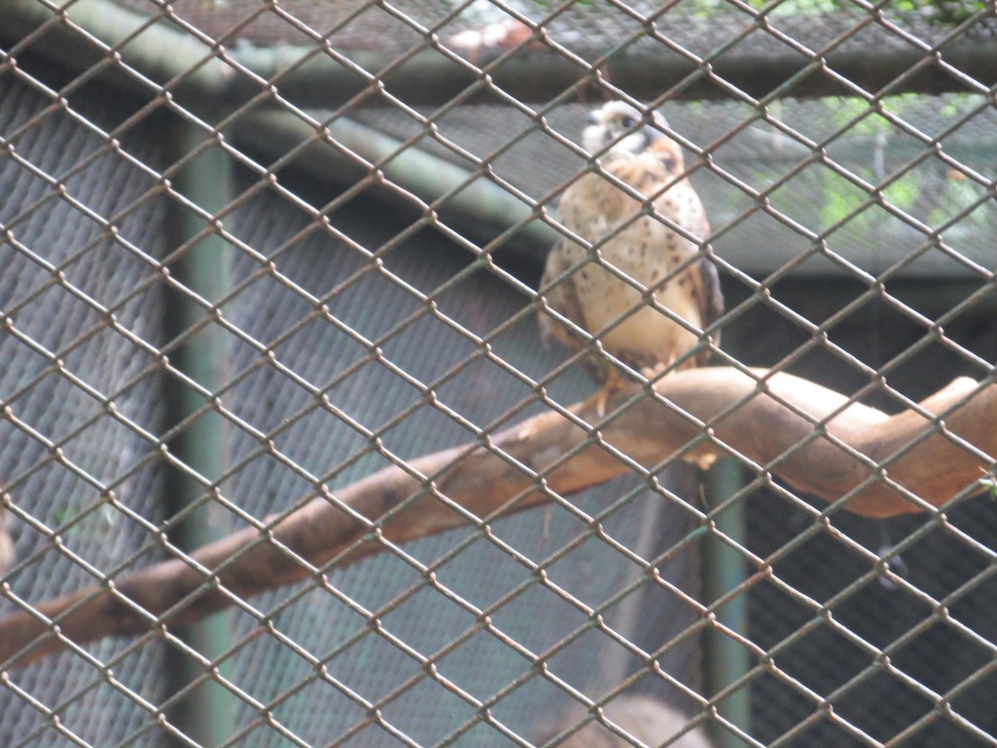brazilian sparrow hawk