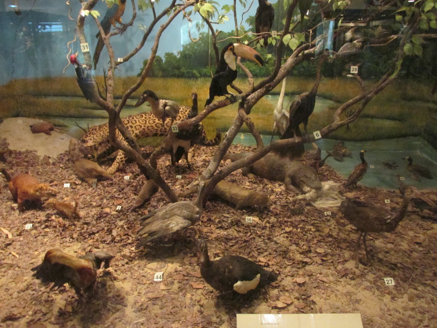 Brazilian species diorama 2