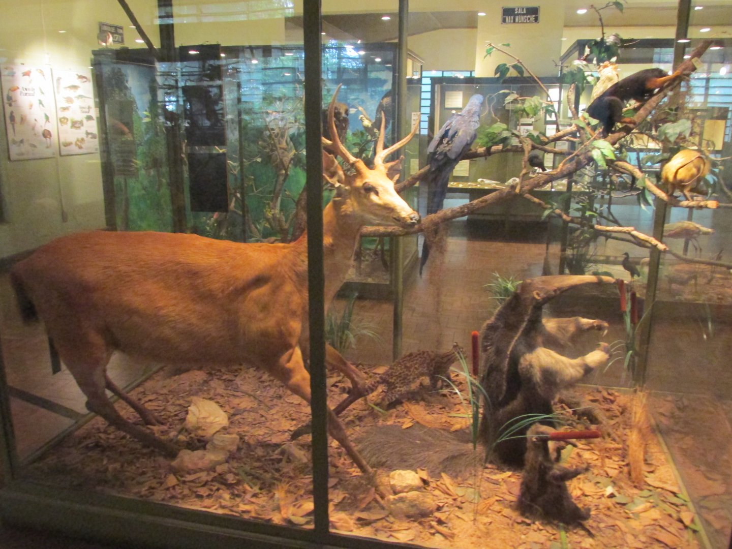 Brazilian species Museo de Historia Natural