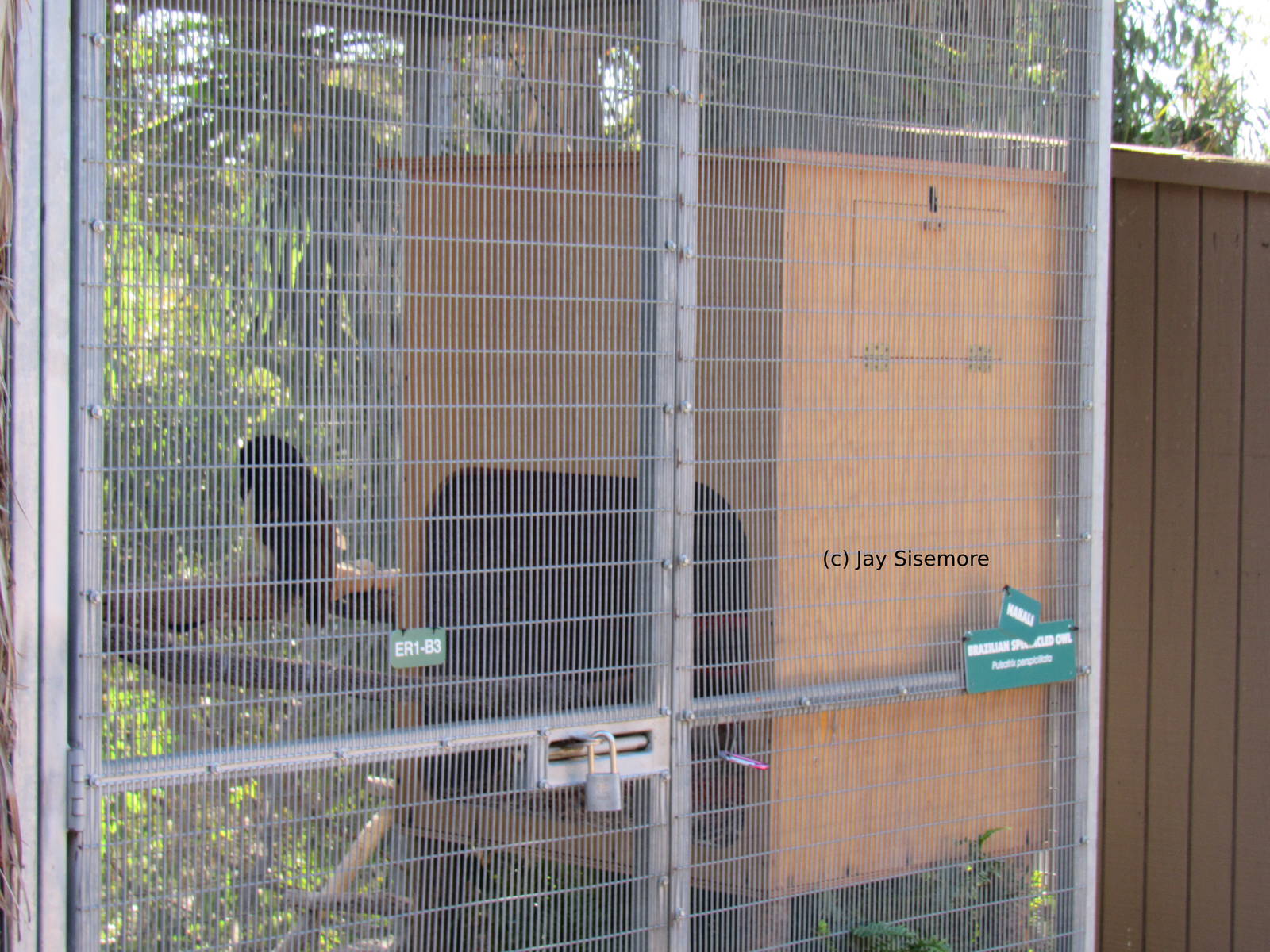 Brazilian Spectacled Owl Backstage Pass Holding