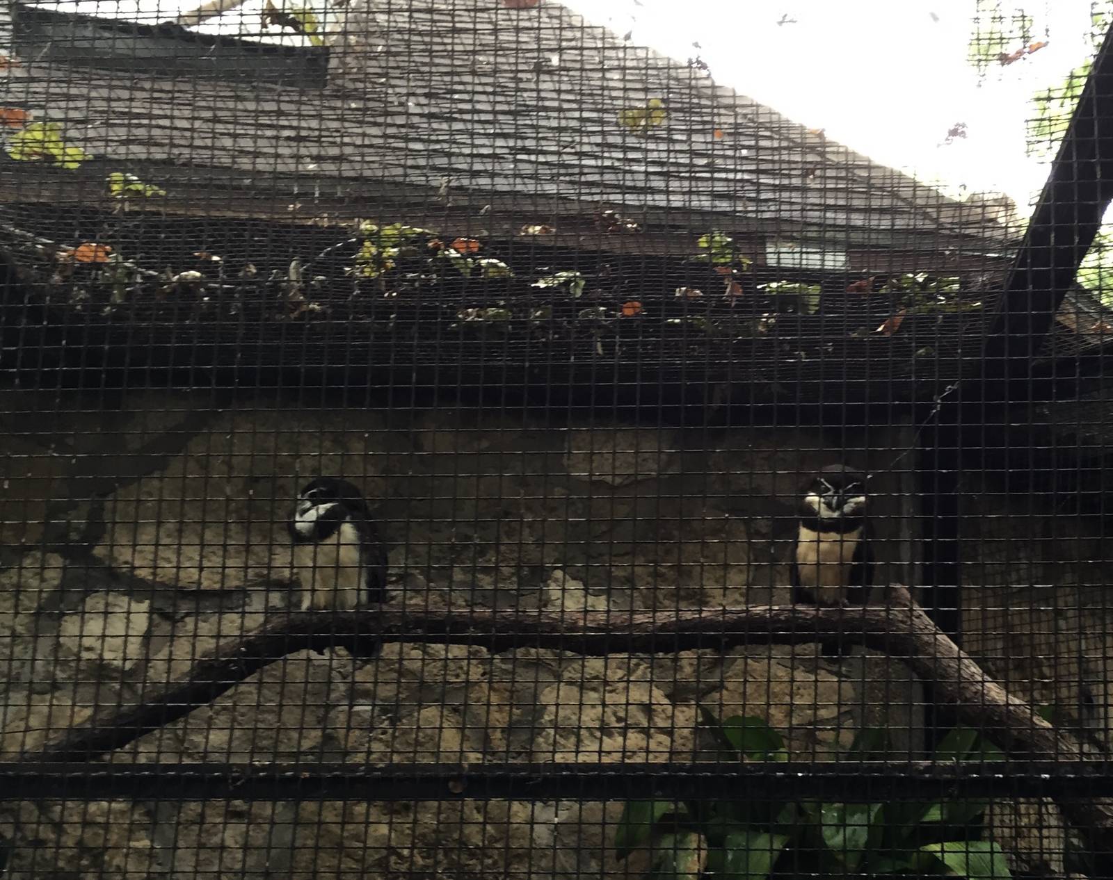 Brazilian Spectacled Owl Exhibit
