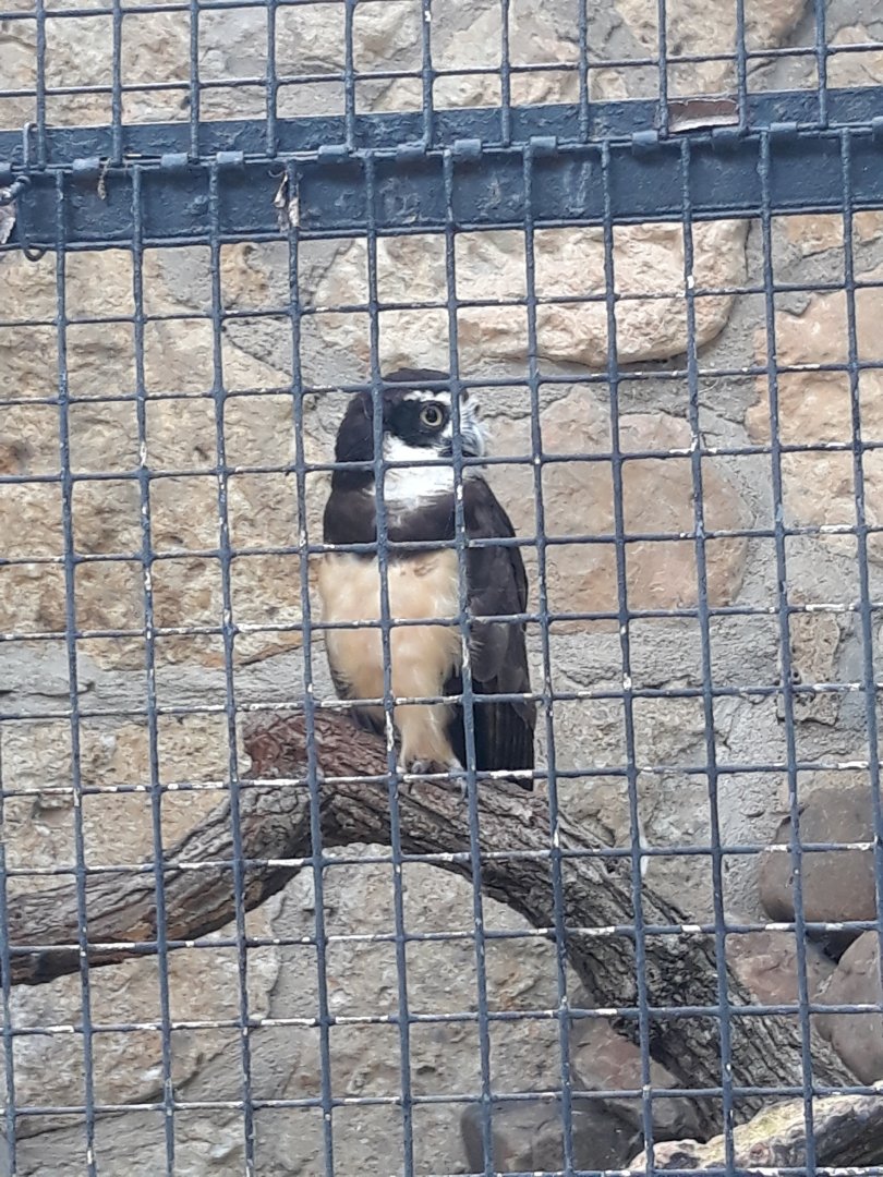 Brazilian spectacled owl