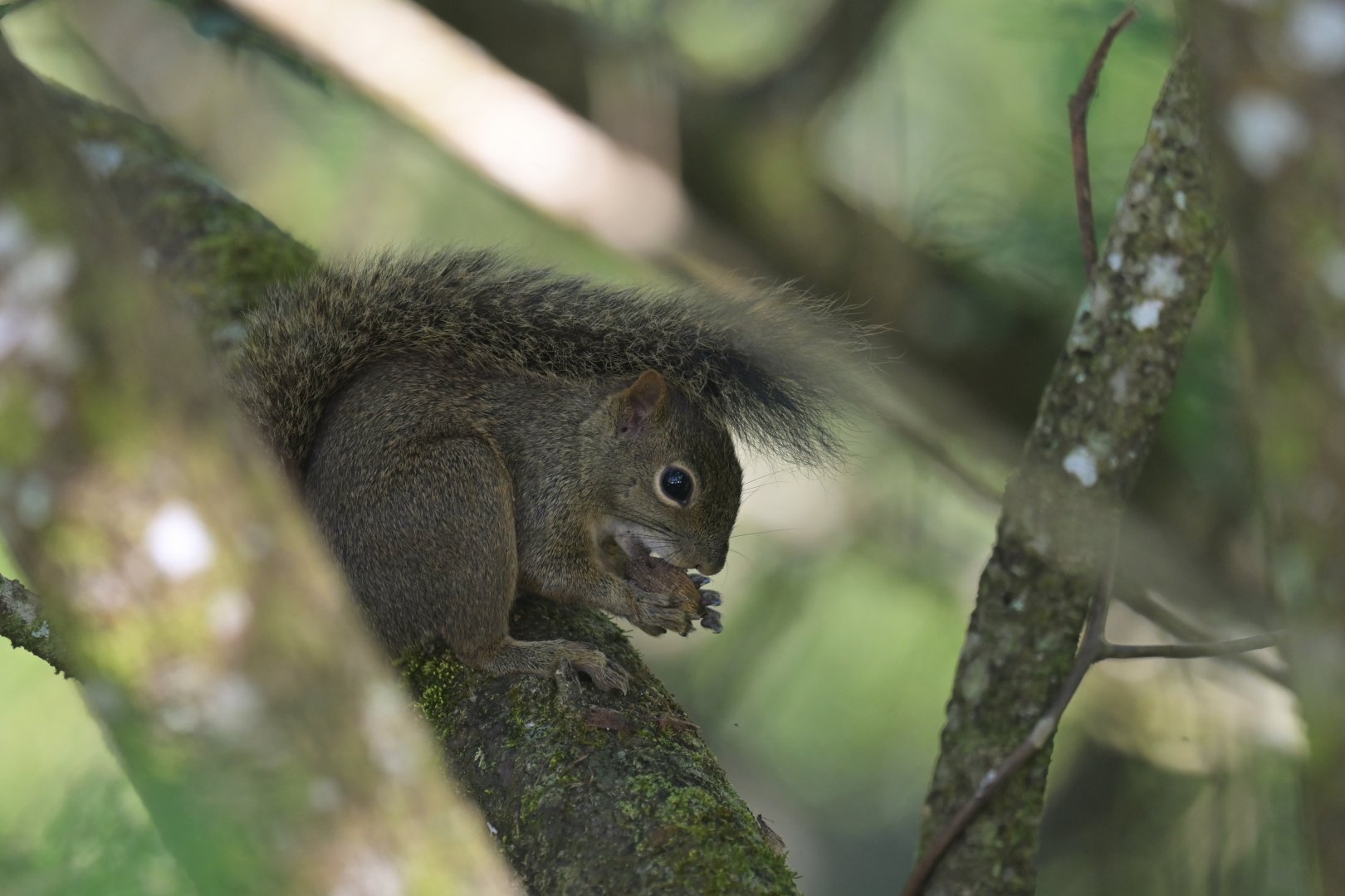 Brazilian squirrel Sciurus aestuans