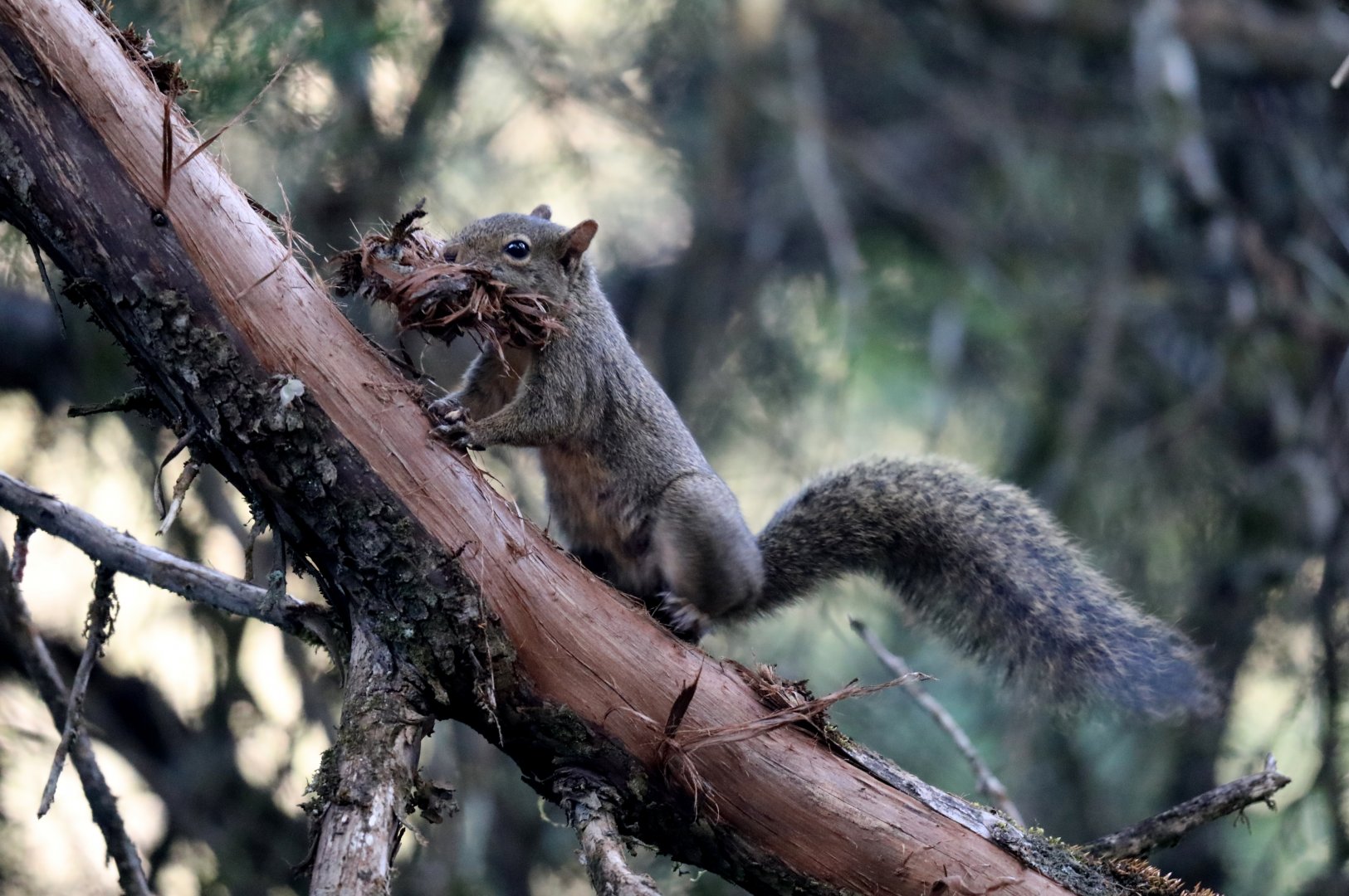 Brazilian squirrel (Sciurus aestuans)