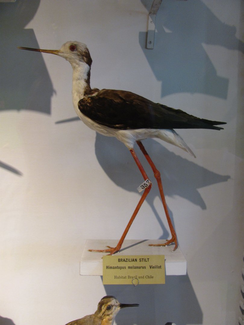 Brazilian Stilt