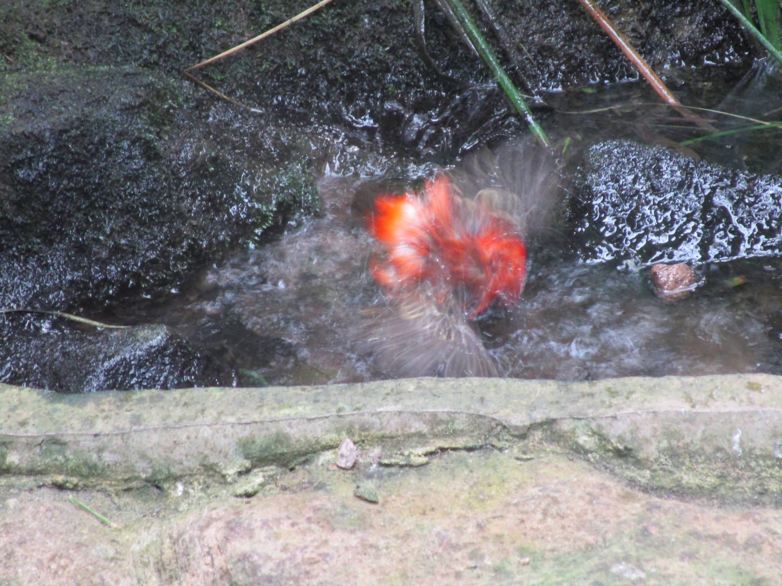 Brazilian Tanager - 07/09/15