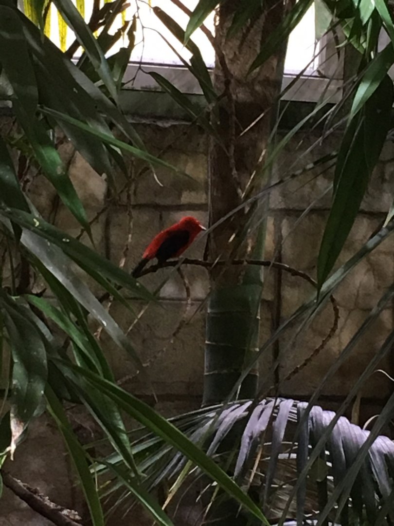 Brazilian tanager 121216