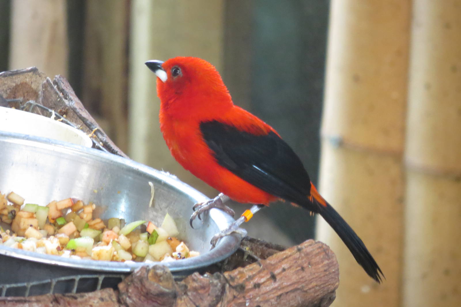 Brazilian Tanager 170916